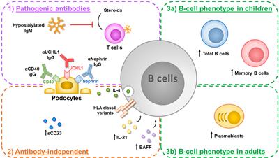 B-Cell Dysregulation in Idiopathic Nephrotic Syndrome: What We Know and What We Need to Discover